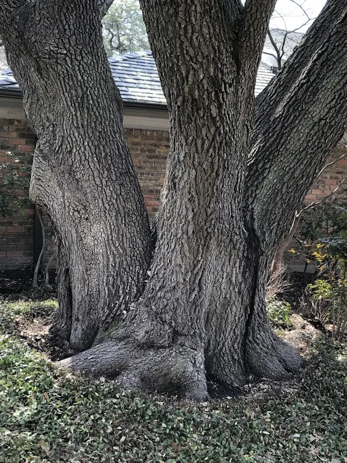 Mature heritage tree close to a Horseshoe Bend property cared for by certified arborists